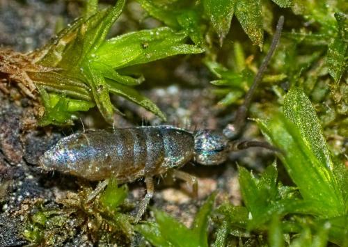 Tomocerus minor